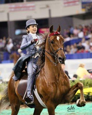Blast of our lives at the Worlds Championship horse show.