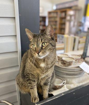 Harbor Humane Resale Store