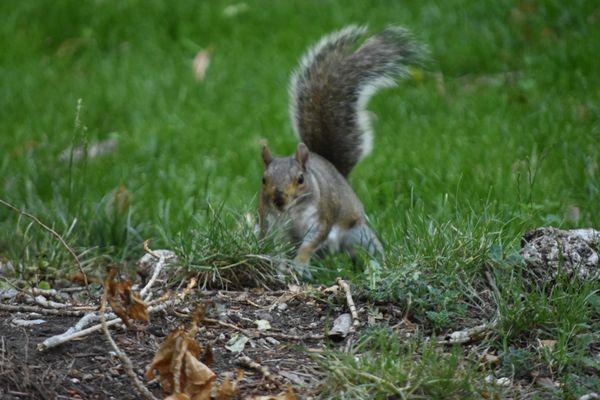 Shelter Creek Condominiums