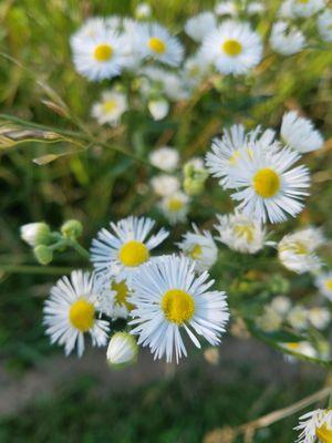 Harvest Preserve Foundation