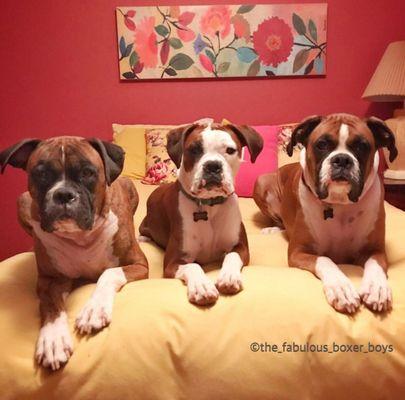 Homeward Hounds Pet Sitting