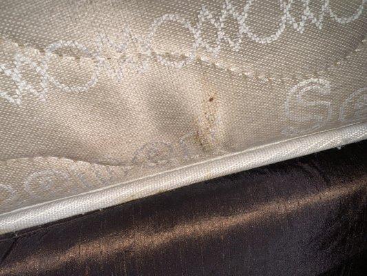 Bed bug stains on the mattress