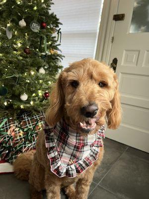 Drooly Dogue Pet Grooming