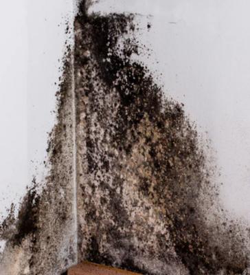 Pretty sure this is black mold disgusting