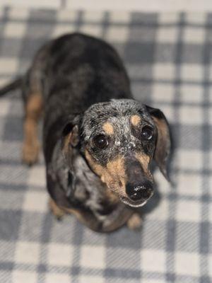 Central Mesa Veterinary Hospital