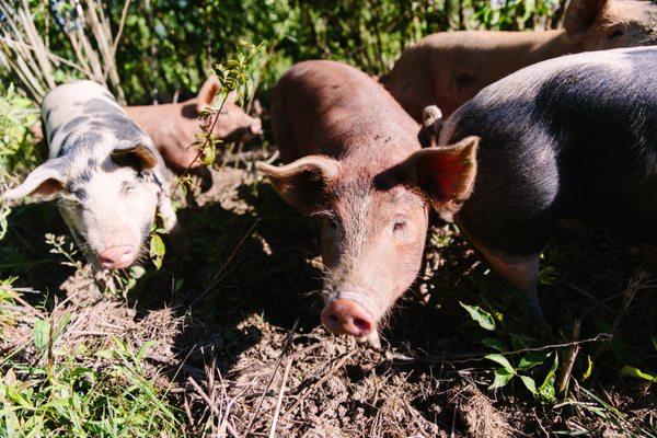 Heritage Breed Hogs on Pasture