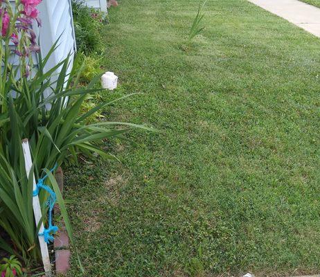 Afredo's Lawn Care Services