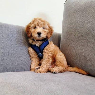 Dog Training Elite North Atlanta