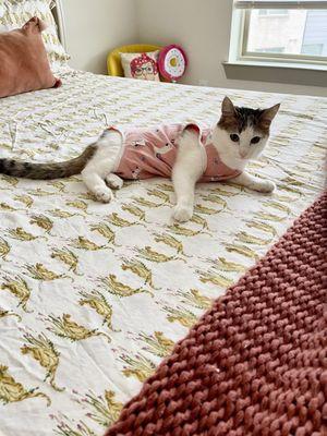 At home in her spay recovery suit.