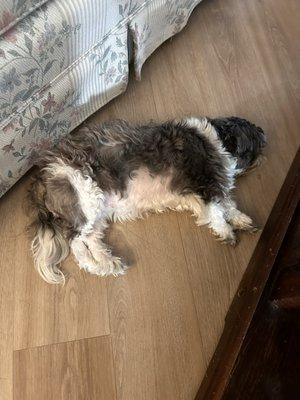 Prismatic Pet Grooming