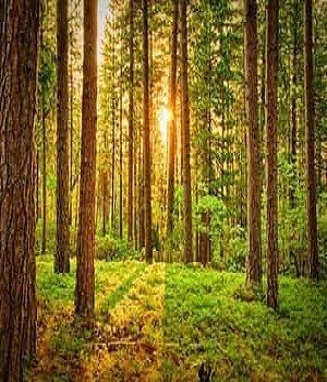 Reading Tree Service