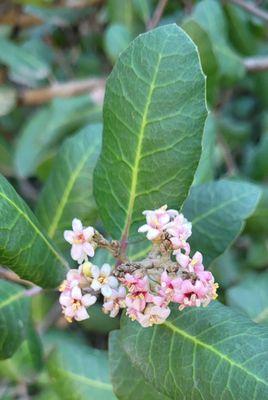 Sycamore Canyon Trail
