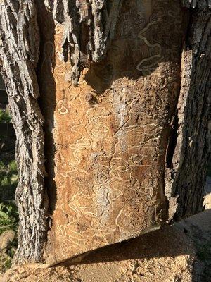 The Climbing Grunt Tree Service