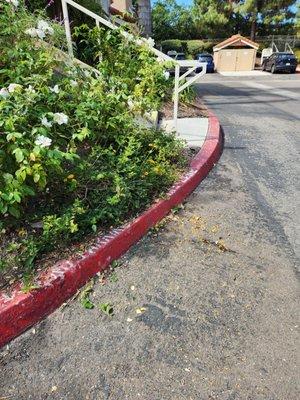 Cut all of the pretty yellow flowers off