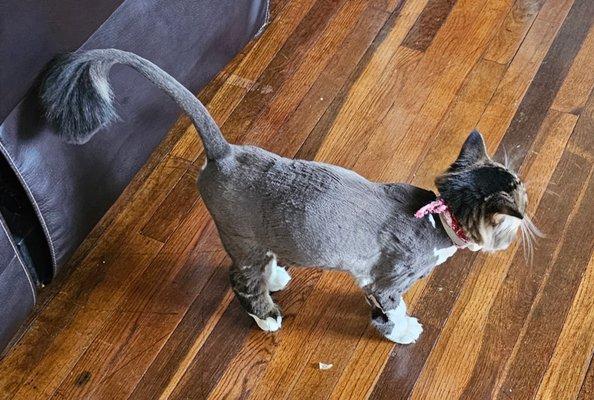 Lisa's All Breed Dog & Cat Grooming