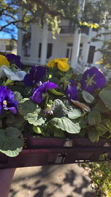 Galveston Garden Club