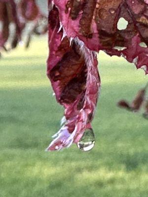 LaFountain Tree Specialists