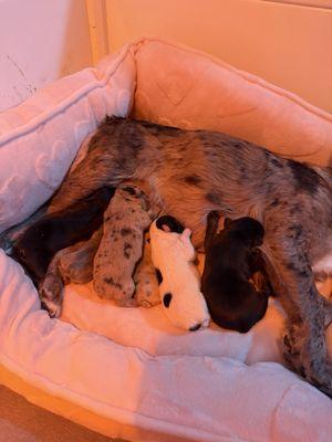 These are a couple sets of liters he recently delivered for me