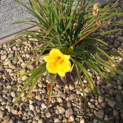 EZ Landscapes Nursery