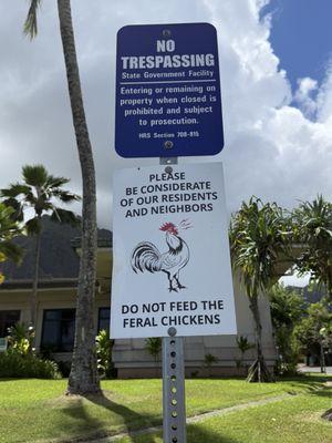 There are feral chickens walking around and they don't bother you