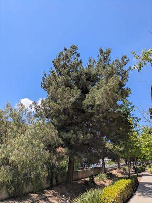 Orange Psychiatric Medical Group, Inc.