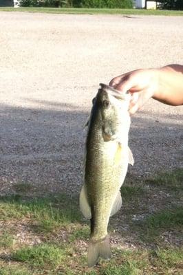 My bass I caught! I sure wanted to keep him for dinner!