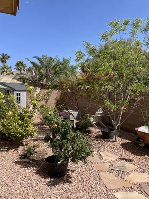 Sharing my purple robe tree with hummingbirds