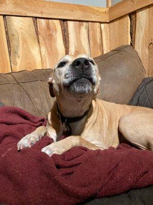 Yellowstone Pet Boarding