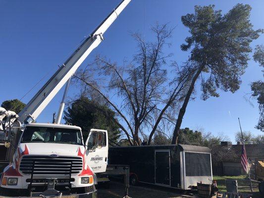 Trees being removed