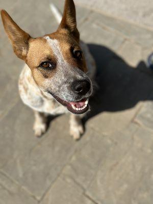 Ventura County Animal Services