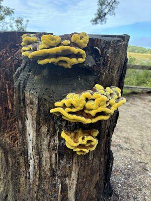 Mass Audubon Wellfleet Bay Wildlife Sanctuary
