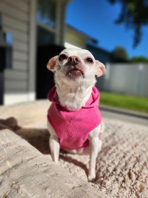 Always There Pet & Plant Care