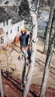 American Eagle Tree Service