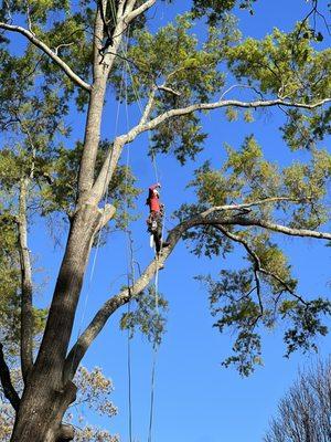 Tarzan Tree Removal & Land Clearing Company