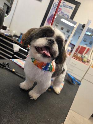 Ottis came to us today to get his very first groom! What a little champ he was!