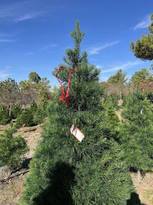 Sorghum Mill Christmas Tree & Blackberry Farm