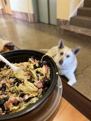 Anchor Bowl - Vegetarian (and dog-friendly seating)