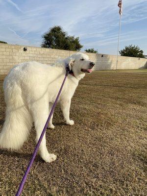 Tiffany's Timeless Tails
