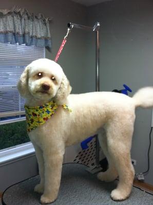 Furry Paws Dog Grooming