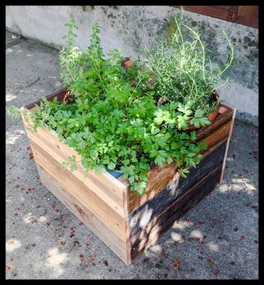 A complete herb garden in one Redwood Planter.
