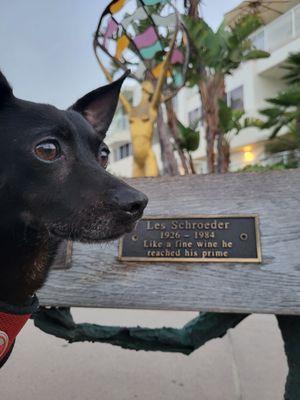 AVSG Internal Medicine & Emergency/Critical Care