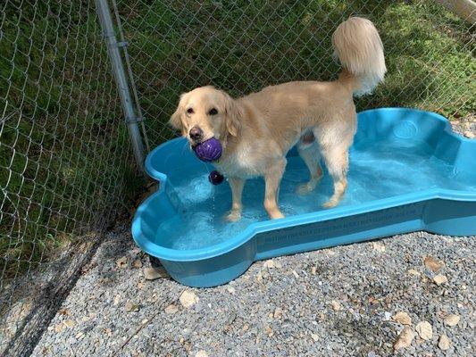 Pet Prairie Dog Retreat