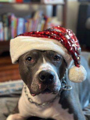 Martina's dog sitting