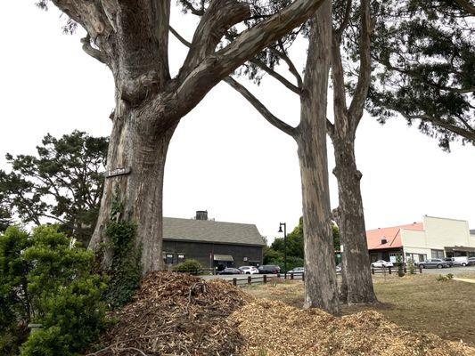 Mendocino Rotary Park