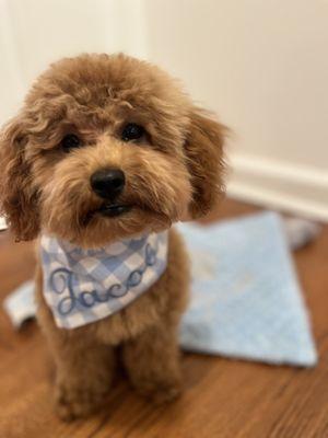 Preppy Pampered Pups