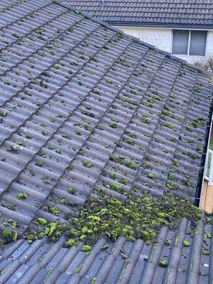 Santos Landscaping NW