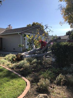Same Day Emergency Assistance: Quickly and safely recovering a fallen tree after a storm the previous night.