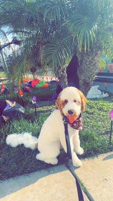 Ready for Halloween!