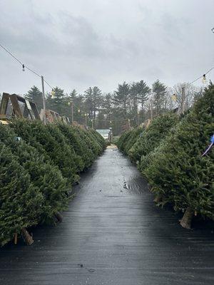 Lake Street Garden Center