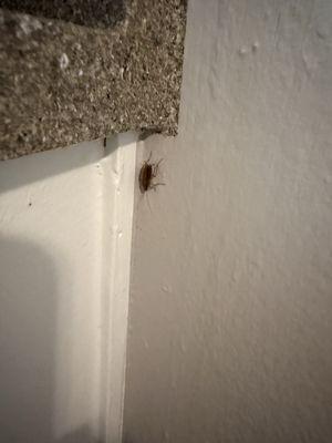 Meadow Wood Apartments